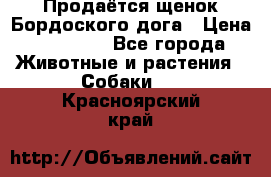 Продаётся щенок Бордоского дога › Цена ­ 37 000 - Все города Животные и растения » Собаки   . Красноярский край